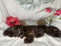 Storm, a female Doberman Pinscher for sale in Boyd, TX – 2 of 4