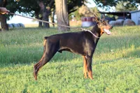 Jonah, a male Doberman Pinscher for sale in Boyd, TX – 7 of 7