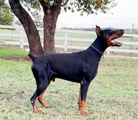 Puupy -Female, a female Doberman Pinscher for sale in Boyd, TX – Photo 5 of 5