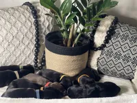 Puupy -Female, a female Doberman Pinscher for sale in Boyd, TX – Photo 1 of 5