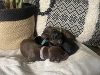 Puupy -Female, a female Doberman Pinscher for sale in Boyd, TX – Photo 3 of 5