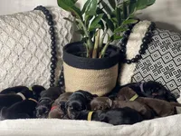 Puupy -Female, a female Doberman Pinscher for sale in Boyd, TX – Photo 2 of 5