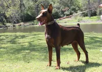 Storm, a female Doberman Pinscher for sale in Boyd, TX – 4 of 4