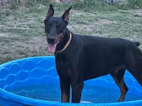 Alias, a male Doberman Pinscher for sale in Boyd, TX – Photo 3 of 3