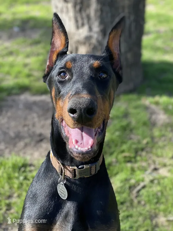 Alias, a male Doberman Pinscher for sale in Boyd, TX – Photo 1 of 3