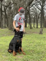 Red Female, a female Doberman Pinscher for sale in Boyd, TX – Photo 3 of 5