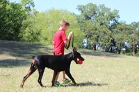 Red Female, a female Doberman Pinscher for sale in Boyd, TX – Photo 5 of 5