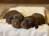 Red Female, a female Doberman Pinscher for sale in Boyd, TX – Photo 1 of 5