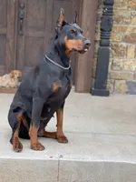Red Female, a female Doberman Pinscher for sale in Boyd, TX – Photo 2 of 5