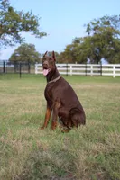 Black Male, a male Doberman Pinscher for sale in Boyd, TX – Photo 4 of 4