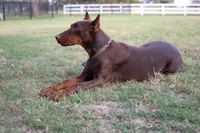 Black Male, a male Doberman Pinscher for sale in Boyd, TX – Photo 3 of 4