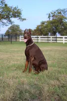 Piper, a female Doberman Pinscher for sale in Boyd, TX – Photo 2 of 4