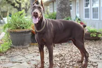 Piper, a female Doberman Pinscher for sale in Boyd, TX – Photo 4 of 4