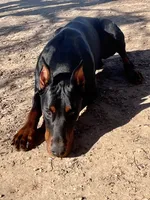 Ragnar, a male Doberman Pinscher for sale in Boyd, TX – Photo 2 of 3