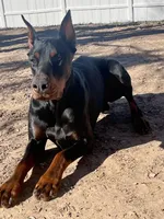 Ragnar, a male Doberman Pinscher for sale in Boyd, TX – Photo 1 of 3