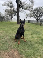 Theo, a male Doberman Pinscher for sale in Boyd, TX – Photo 2 of 2