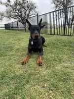 Theo, a male Doberman Pinscher for sale in Boyd, TX – Photo 1 of 2