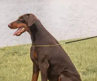 Black Male, a male Doberman Pinscher for sale in Boyd, TX – Photo 2 of 6