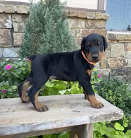 Black Male, a male Doberman Pinscher for sale in Boyd, TX – Photo 6 of 6