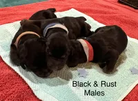 Black Male, a male Doberman Pinscher for sale in Boyd, TX – Photo 4 of 6