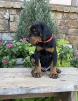 Black Male, a male Doberman Pinscher for sale in Boyd, TX – Photo 1 of 6