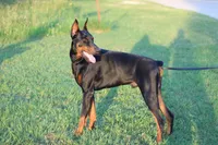 Jonah, a male Doberman Pinscher for sale in Boyd, TX – 3 of 7