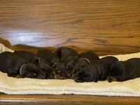 Female -Black, a female Doberman Pinscher for sale in Boyd, TX – Photo 3 of 3