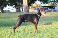 Jonah, a male Doberman Pinscher for sale in Boyd, TX – 6 of 7
