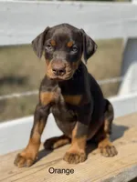 Red Female, a female Doberman Pinscher for sale in Boyd, TX – Photo 1 of 6