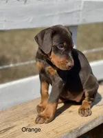 Red Female, a female Doberman Pinscher for sale in Boyd, TX – Photo 6 of 6