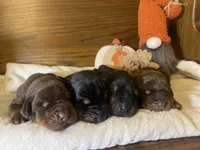 Red Female, a female Doberman Pinscher for sale in Boyd, TX – Photo 3 of 6