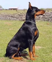 Red Female, a female Doberman Pinscher for sale in Boyd, TX – Photo 4 of 6