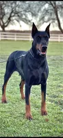 Male -Black, a male Doberman Pinscher for sale in Boyd, TX – Photo 4 of 4