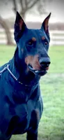 Male -Black, a male Doberman Pinscher for sale in Boyd, TX – Photo 3 of 4