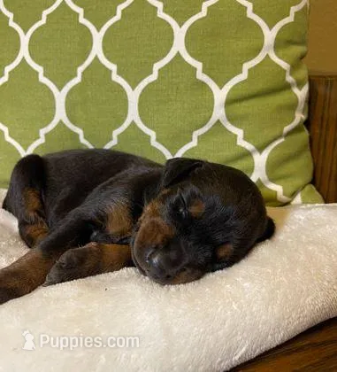 Poppy, a female Doberman Pinscher for sale in Boyd, TX – 1 of 2