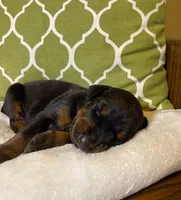 Poppy, a female Doberman Pinscher for sale in Boyd, TX – 1 of 2