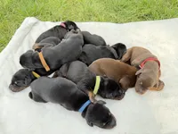 Poppy, a female Doberman Pinscher for sale in Boyd, TX – 2 of 2