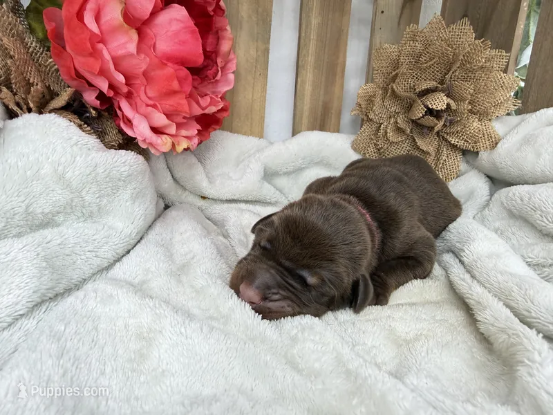 Storm – Doberman Pinscher puppy for sale in Boyd, TX