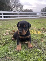 Boy - Black, a male Doberman Pinscher for sale in Boyd, TX – Photo 1 of 10