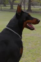 Boy - Black, a male Doberman Pinscher for sale in Boyd, TX – Photo 8 of 10