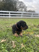 Boy - Black, a male Doberman Pinscher for sale in Boyd, TX – Photo 3 of 10