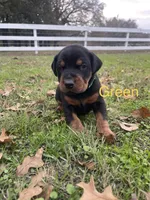 Boy - Black, a male Doberman Pinscher for sale in Boyd, TX – Photo 2 of 10