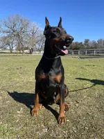 Boy - Black, a male Doberman Pinscher for sale in Boyd, TX – Photo 6 of 10