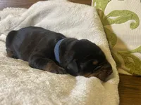 Boy - Black, a male Doberman Pinscher for sale in Boyd, TX – Photo 9 of 10