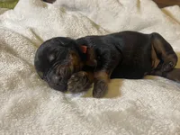 Boy - Black, a male Doberman Pinscher for sale in Boyd, TX – Photo 10 of 10