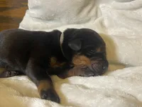 Boy - Black, a male Doberman Pinscher for sale in Boyd, TX – Photo 4 of 10