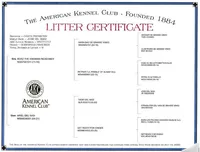 Rebel, a male Doberman Pinscher for sale in Boyd, TX – Photo 5 of 5