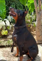 Rebel, a male Doberman Pinscher for sale in Boyd, TX – Photo 3 of 5