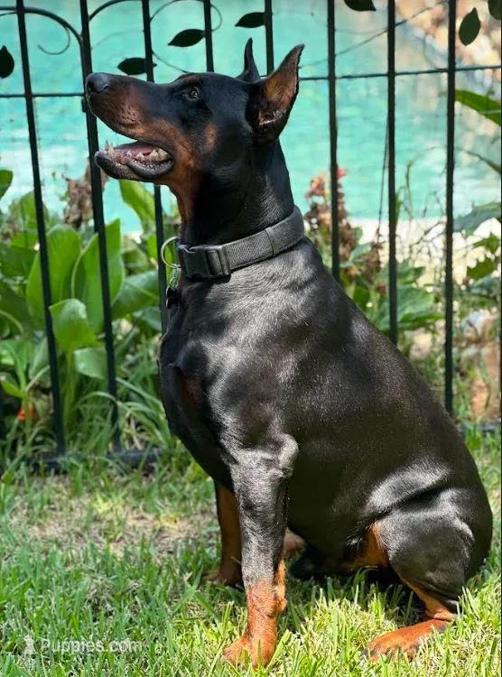 Rebel, a male Doberman Pinscher for sale in Boyd, TX – Photo 1 of 5