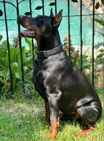 Rebel, a male Doberman Pinscher for sale in Boyd, TX – Photo 1 of 5